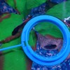 zhuohai Fish Feeding Ring Floating Food Feeder Circle with Suction