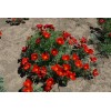 The Gardening World 500 California Poppy Flower Seeds Red Chief