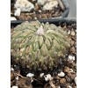 Big Cactus Blando Pelecyphora Aselliformis Hatchet Cactus 1 Headed 4”