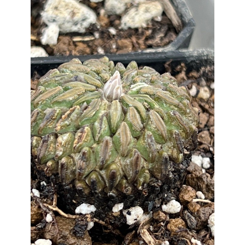 Big Cactus Blando Pelecyphora Aselliformis Hatchet Cactus 1 Headed 4”