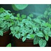 MiracleLED 604630 Almost Free Energy Spectrum Wide Angle Grow Light