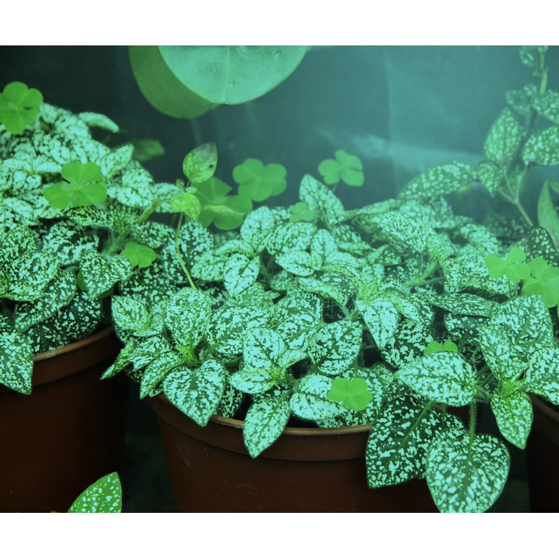 MiracleLED 604630 Almost Free Energy Spectrum Wide Angle Grow Light