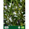 Biojoy Organic mistletoe tea (500 g), dried and cut mistletoe