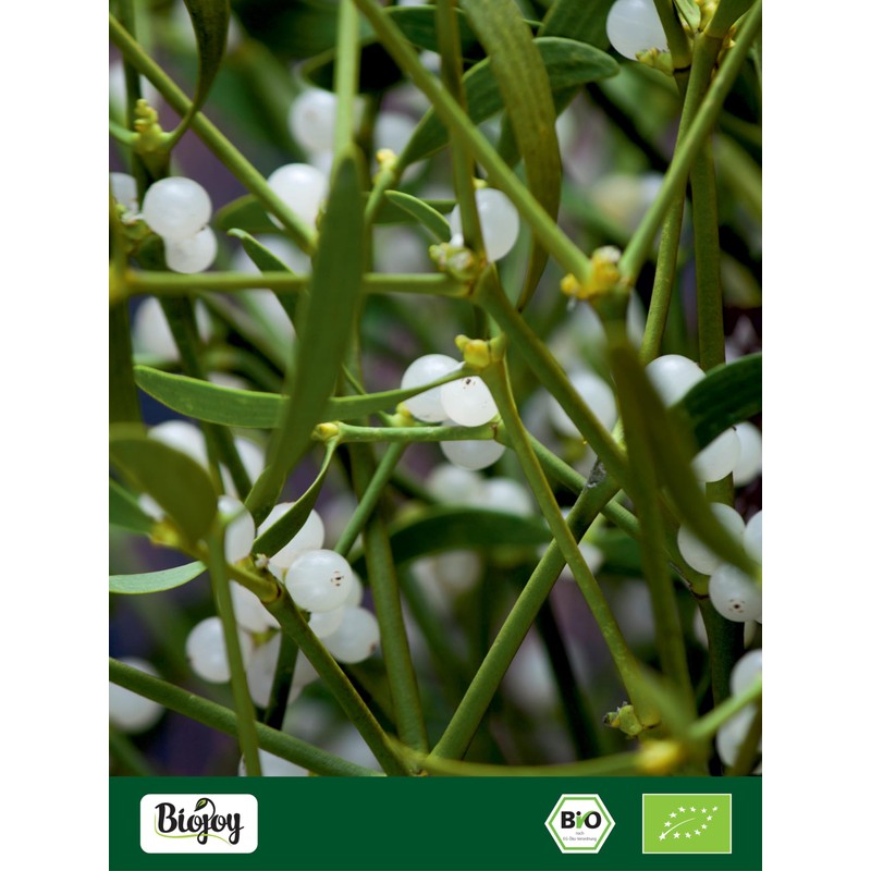Biojoy Organic mistletoe tea (500 g), dried and cut mistletoe