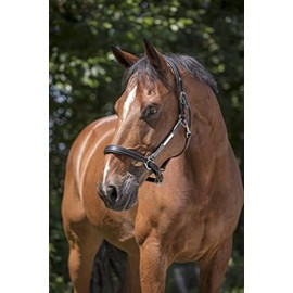 Norton Pro Grooming Leather Headcollar Warmblood Black