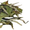 TIAN HU SHAN Special Grade Organic White Tea Loose Leaf