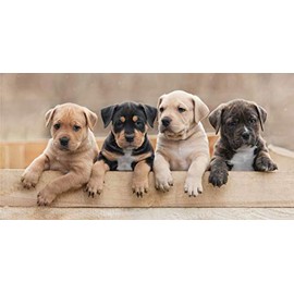 Jerry Fabrics Dog Puppy Bath Towel 70 x 140 cm 2020