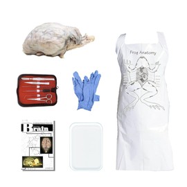 Anatomy Lab Sheep Brain Dissection Kit with Scalpel Dissection Guide and Dissection Specimen for Biology College Anatomy