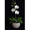 Handmade Orchid Pot (Phalaenopsis) | White Orchids with Yellow Pistils