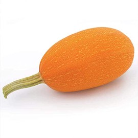 Park Seed Orangetti Spaghetti Organic Squash Seeds – Vibrant Orange Flesh, Low-Calorie Pasta Substitute, High-Yield Vine with Open Habit, Great Flavor and Nutrition, Easy to Grow from Seed, Pack of 10