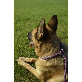Dingo Magic 10487 Slip Lead with Pull Stop Rope and Adjustable Collar Training Lead for Dogs Agility 1.2 x 170 cm Pink