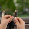 EXQUIMEUBLE 1 Juego Hand Twisted Bird Call Whistle For Practical