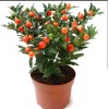 S-Tree Jerusalem Cherry evergreen indoor plant in 5 inches growers