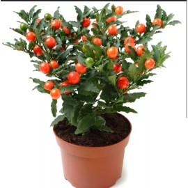 S-Tree Jerusalem Cherry evergreen indoor plant in 5 inches growers pot