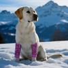 Sharkwill Dog Elbow Wraps Knee Protector Pads Elbow Callus Treatment