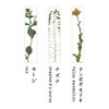 Toumei toumei 押花 katorari-resuto Set of 3 Wood Box