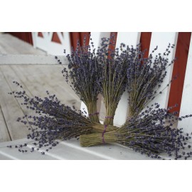 2 6" Lavender Bunches - 2 Bunches - 6" Long - 100-150 stems/bunch
