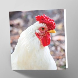 Maturi Leghorn Chicken Photographic Blank Birthday Greetings Card, 15.5 x 15.5 cm