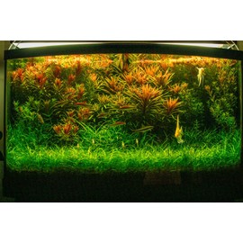 Shore Aquatic Live Aquarium Stem Plants - Freshwater Aquatic Plant for Fish Tanks, Aquascaping - (Limnophila Aromatica Hippuroides, 3 Bunch), Green,Pink,Red