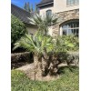 Unbranded 2 seedlings Mediterranean Fan Palm Tree, Chamaerops Humilis