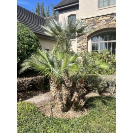 Unbranded 2 seedlings Mediterranean Fan Palm Tree, Chamaerops Humilis