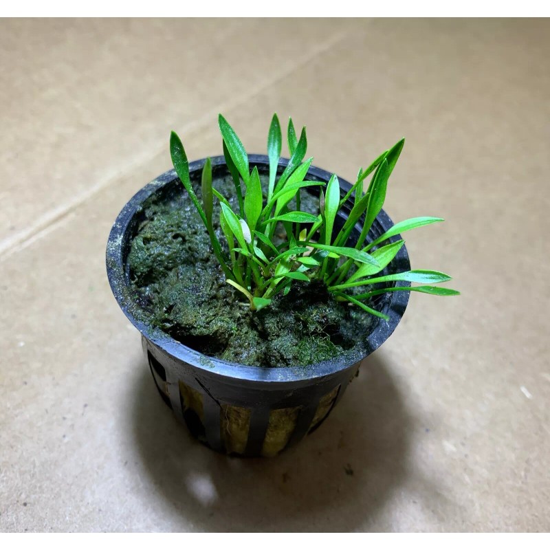 Cryptocoryne Parva Crypt Parva Easy Live Aquarium Plants BUY 2