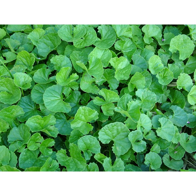 100% Gotukora Tsubokusa Tea from Ishigaki Island