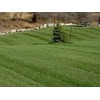 Award Kentucky Bluegrass Seed (5 Lbs.)