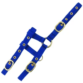 Ekkia Mini Foal Halter Cornflower Blue