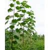 Seed-Top 450 Royal Paulownia Empress Tree Seeds Paulownia Elongata Fastgrowing