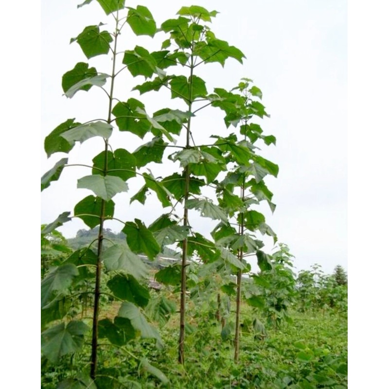 Seed-Top 450 Royal Paulownia Empress Tree Seeds Paulownia Elongata Fastgrowing