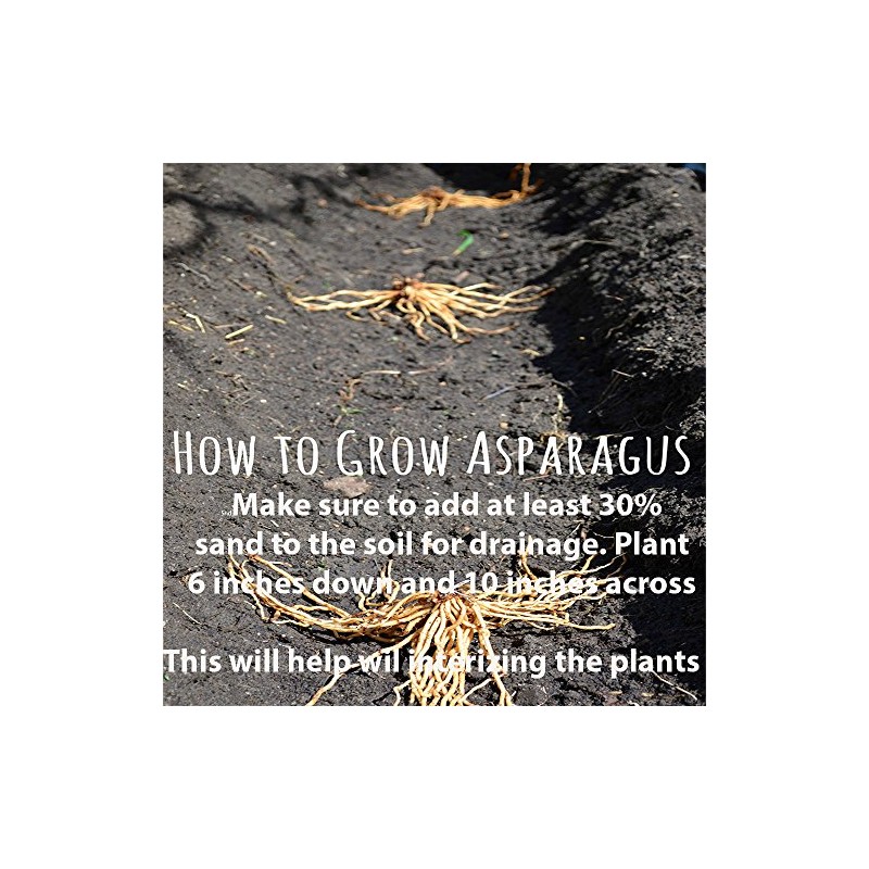 Jersey-Knight 10 Live Asparagus Bare Root Plants -2yr-Crowns from Hand
