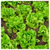 Everwilde Farms - 1/4 Lb Bibb Lettuce Lettuce Seeds -