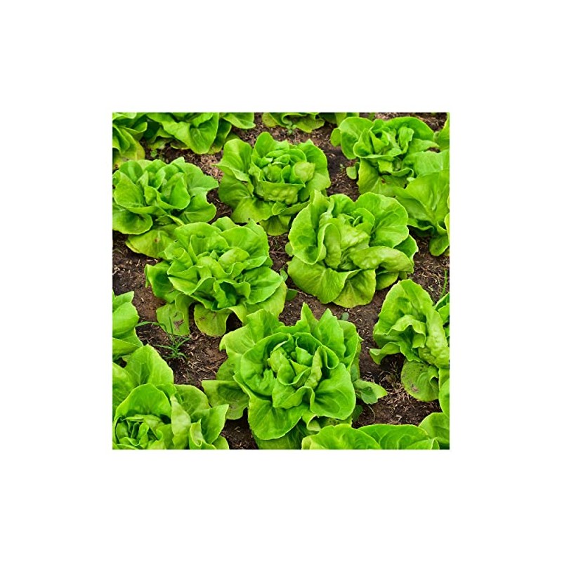 Everwilde Farms - 1/4 Lb Bibb Lettuce Lettuce Seeds -