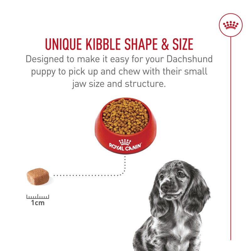 Royal Canin Breed Health Nutrition Dachshund Puppy Dry Dog Food,