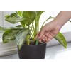 Miracle-Gro Indoor Plant Food Spikes, Plant Fertilizer, 1.1 oz., 24