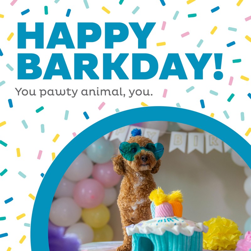 Outward Hound Hide A Birthday Cake, Plush Puzzle Birthday Themed