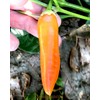 Aji Amarillo Heirloom Pepper Seeds - 10 Seeds - Non-GMO