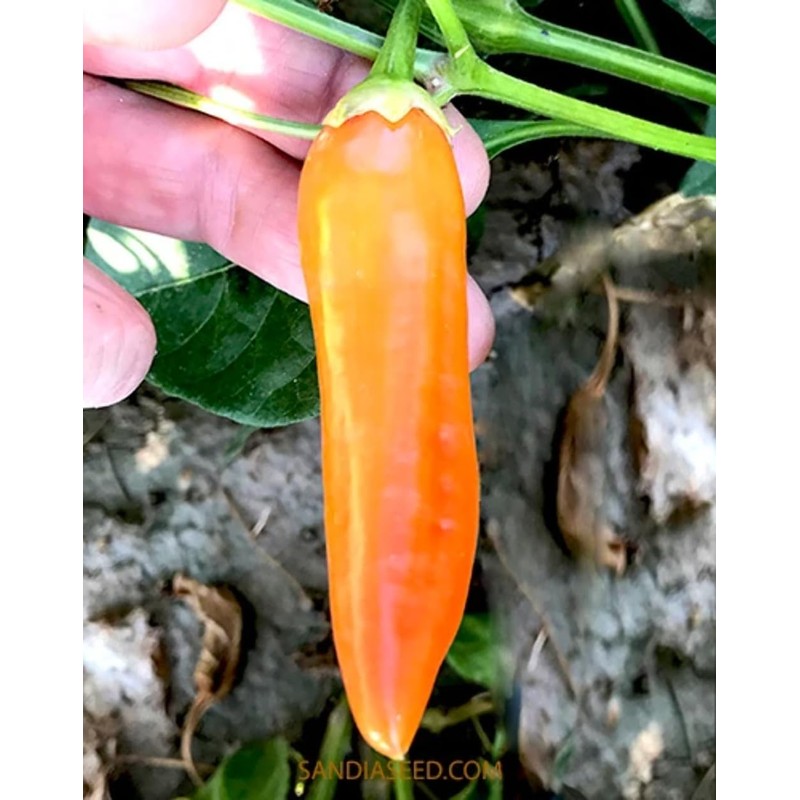Aji Amarillo Heirloom Pepper Seeds - 10 Seeds - Non-GMO