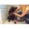 Animology Puppy Love Mild Dog Shampoo, 250 ml (Pack of