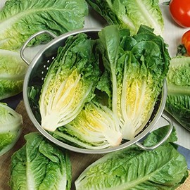 Little Caesar Romaine Lettuce Seeds - 4 Oz ~100000 Seeds - Non-GMO, Heirloom - Vegetable Garden - Lactuca Sativa