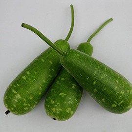 Gourd Seeds - NAM Tao Yai - Hybrid - 4 Oz ~560 Seeds - Non-GMO, F1 Hybrid - Asian Garden Vegetable