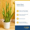 Costa Farms Snake Plant, Live Plant in Plastic Pot, Easy