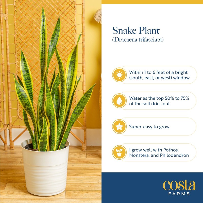 Costa Farms Snake Plant, Live Plant in Plastic Pot, Easy