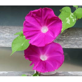Scarlet O'Hara Morning Glory Seeds for Planting, 50+ Flower Seeds Per Packet, (Isla's Garden Seeds), Non GMO & Heirloom Seeds, Botanical Name: Ipomoea Nil, Great Home Garden Gift