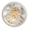 NEWzone 4 Pack Dresser Drawer Cabinet Knobs Seashells on a
