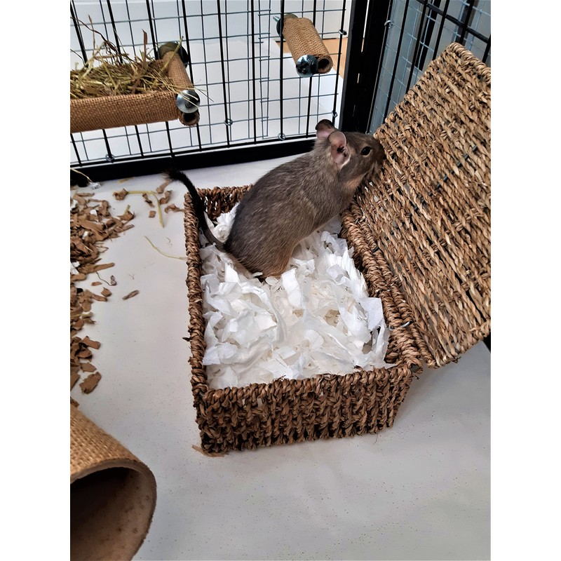 Sleepy Degu Bedding (60g) (3)