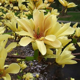 CHUXAY GARDEN Yellow Magnolia 'Butterflies' 5 Seeds Magnolia Liliiflora,Mulan Magnolia,Purple Magnolia,Lily Magnolia,Tulip Magnolia,Woody-Orchid Small Tree Ornamental Hybrid Deciduous Shrub