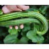 TomorrowSeeds Striped Armenian Cucumber Seeds | Painted Serpent Yard Persian