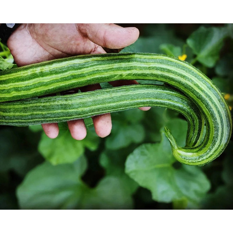 TomorrowSeeds Striped Armenian Cucumber Seeds | Painted Serpent Yard Persian